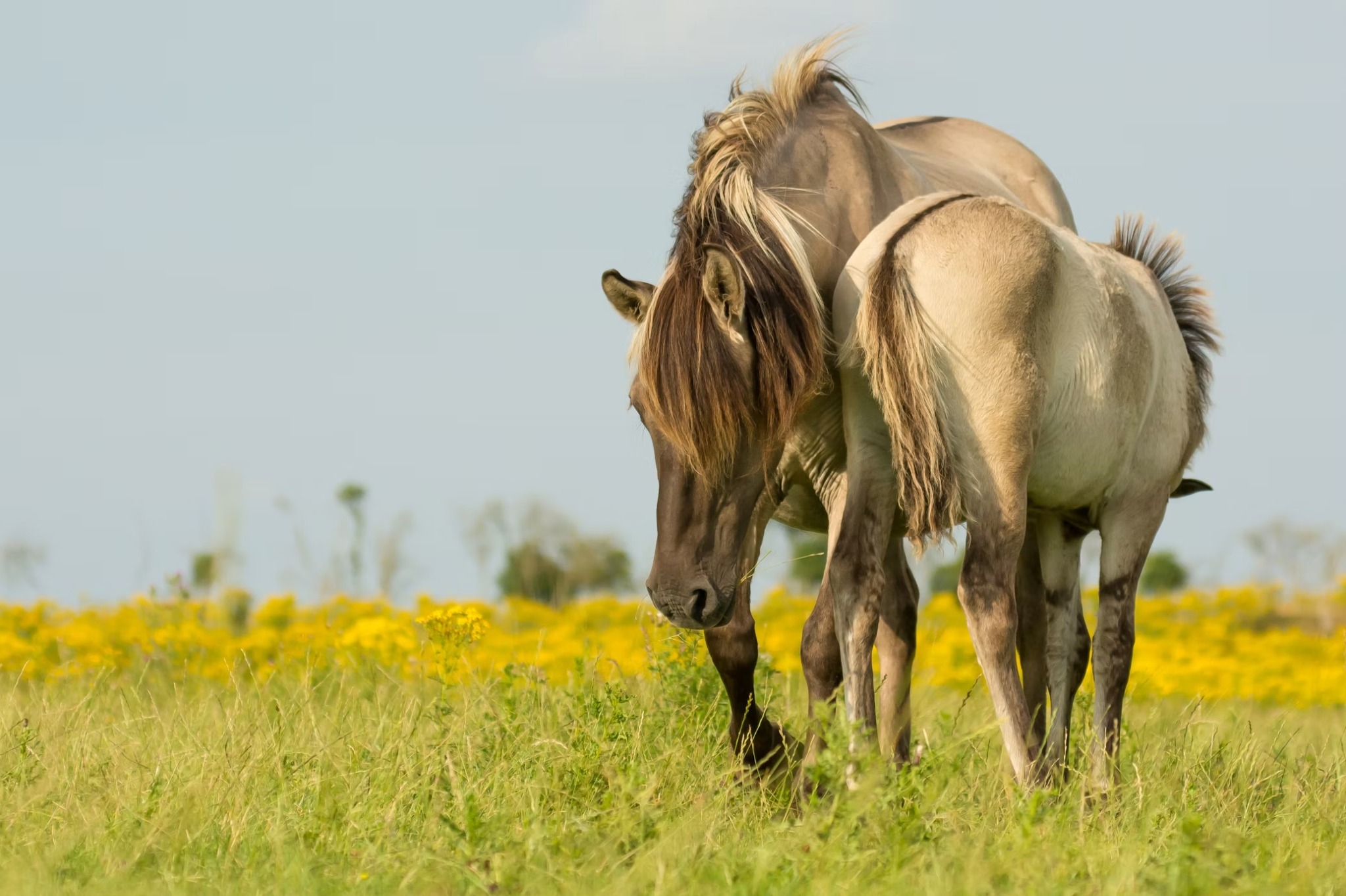 Cavalos pastando em um campo florido